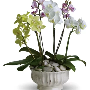 Orchid Plant