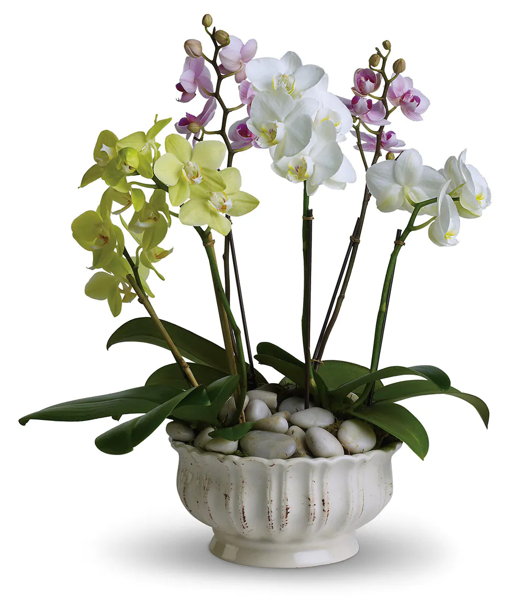 Orchid Plant