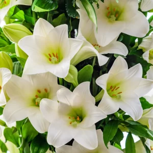 Sympathy Arrangement