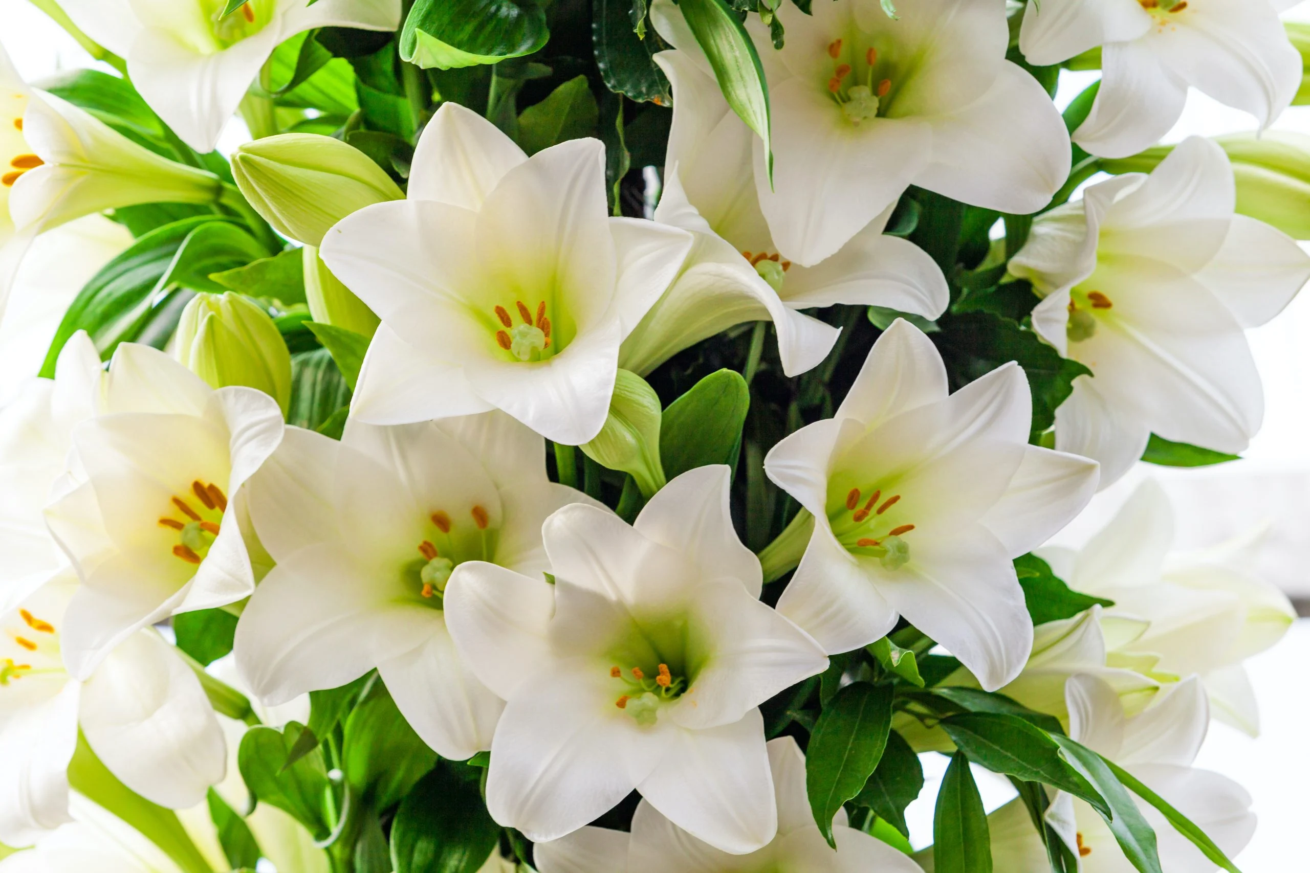Sympathy & Funeral from J & M Flowers and Gift Baskets