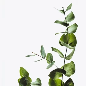 Extra Greenery